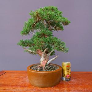 (株)一樹園 真柏 中品盆栽/樹齢40年の詳細画像5