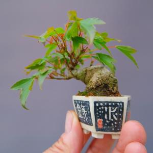 （株）一樹園　　　楓　　　豆盆栽／樹齢２０年