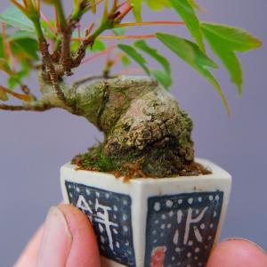 (株)一樹園 楓 豆盆栽/樹齢20年の詳細画像1