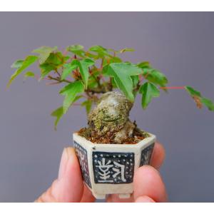 (株)一樹園 楓 豆盆栽/樹齢20年の詳細画像2
