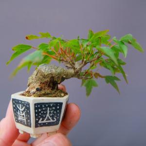 (株)一樹園 楓 豆盆栽/樹齢20年の詳細画像3