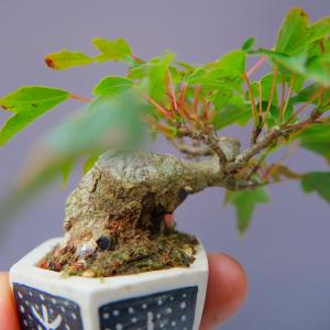(株)一樹園 楓 豆盆栽/樹齢20年の詳細画像4