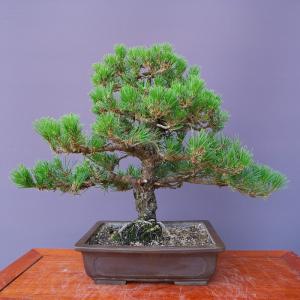 （株）一樹園　　旭竜黒松　【限定品】　　中盆栽／樹齢３０年　