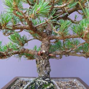 (株)一樹園 旭竜黒松 【限定品】 中盆栽/樹...の詳細画像1