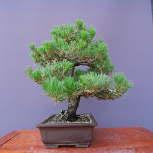 (株)一樹園 旭竜黒松 【限定品】 中盆栽/樹...の詳細画像2