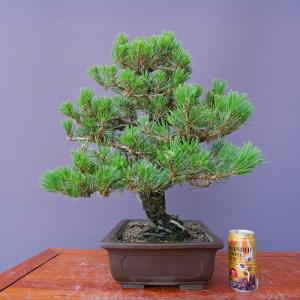(株)一樹園 旭竜黒松 【限定品】 中盆栽/樹...の詳細画像5