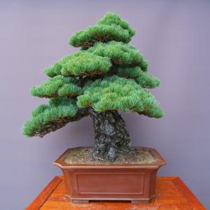(株)一樹園 宮島五葉松 大品盆栽/樹齢70年の詳細画像3