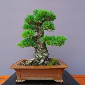 （株）一樹園　　明星五葉松【限定品】　　　中品盆栽／樹齢４０年
