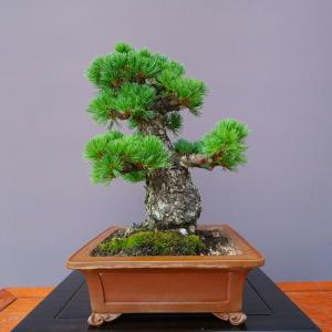 (株)一樹園 明星五葉松【限定品】 中品盆栽/...の詳細画像1