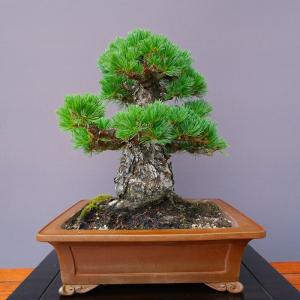 (株)一樹園 明星五葉松【限定品】 中品盆栽/...の詳細画像2