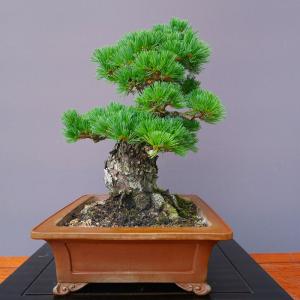 (株)一樹園 明星五葉松【限定品】 中品盆栽/...の詳細画像3