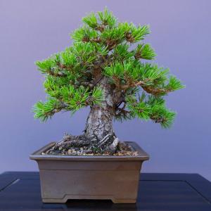 （株）一樹園　　千寿丸　　　小品盆栽／樹齢２５年