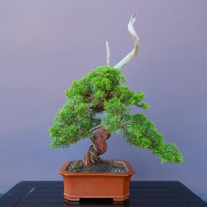 （株）一樹園　　真柏　　小品盆栽／樹齢３０年