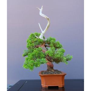 (株)一樹園 真柏 小品盆栽/樹齢30年の詳細画像2