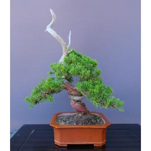 (株)一樹園 真柏 小品盆栽/樹齢30年の詳細画像3