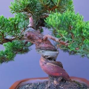 (株)一樹園 真柏 小品盆栽/樹齢30年の詳細画像4