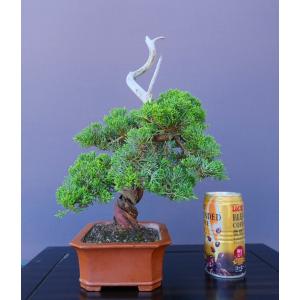 (株)一樹園 真柏 小品盆栽/樹齢30年の詳細画像5