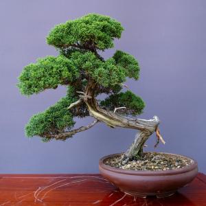 （株）一樹園　　　真柏　　　中品盆栽／樹齢３５年