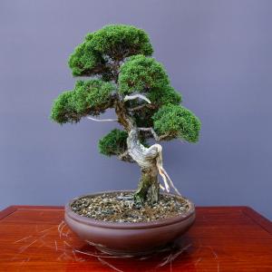 (株)一樹園 真柏 中品盆栽/樹齢35年の詳細画像2