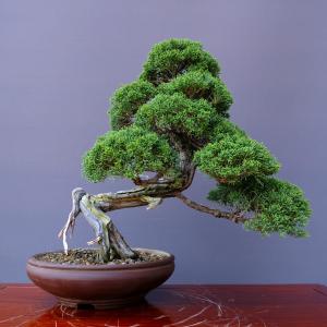 (株)一樹園 真柏 中品盆栽/樹齢35年の詳細画像3