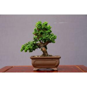 【盆栽屋大和】黒松盆栽　樹齢６０年取りに来れる方大歓迎 自社配送も可 大品展示品 盆栽屋大和】黒松盆栽 樹齢60年取りに来れる方大歓迎 自社配送