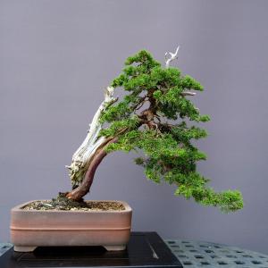 (株)一樹園 山採り糸魚川真柏 大品盆栽/樹齢80年の詳細画像4
