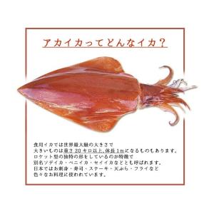 アカイカ スライス お刺身用140g(20切入...の詳細画像4