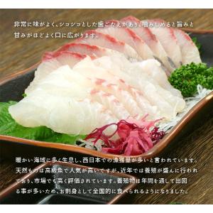 真鯛ぶつ切り 200g 国産 お刺身 訳あり ...の詳細画像5