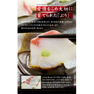 国産 ぶりブツ切り200g お刺身 訳あり 鰤...の詳細画像5