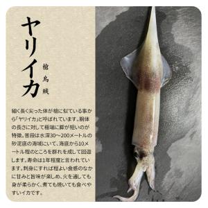 ヤリイカげそ20枚入り×5パック お刺身 自然...の詳細画像4