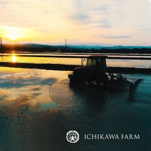 【新米】ゆきさやか 10kg 市川農場が世に出...の詳細画像2