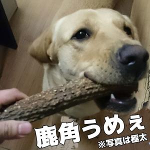 鹿の角 犬 おもちゃ 噛む おやつ 犬 デンタ...の詳細画像1