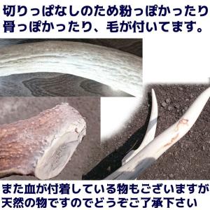 鹿の角 犬 おもちゃ 噛む おやつ 犬 デンタ...の詳細画像3