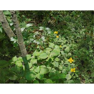 才村 啓 「安曇野五月」 油彩S4号 : 一枚の繪Yahoo!店 - 通販