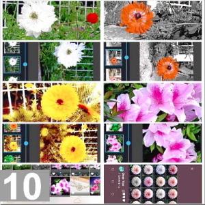 花とIT メッセージカード フラワーインターフェイス 10枚セット イギリス製