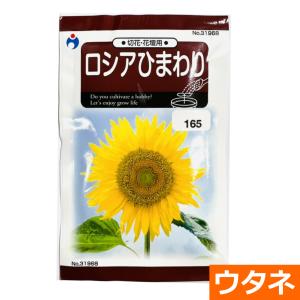 ロシアひまわり（種:ウタネ） 爆買