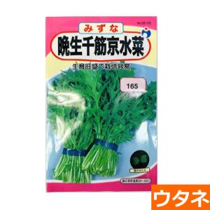 晩生千筋京水菜(種:ウタネ) 爆買の商品画像