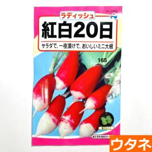 紅白20日大根（だいこん）（種:ウタネ） 爆買