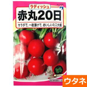 赤丸20日大根（コメット）（だいこん）（種:ウタネ） 爆買