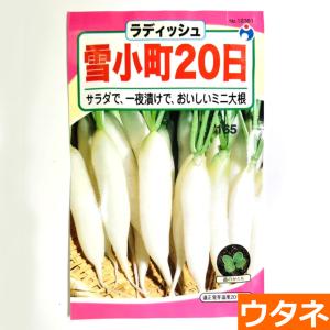 雪小町20日大根（だいこん）（種:ウタネ） 爆買