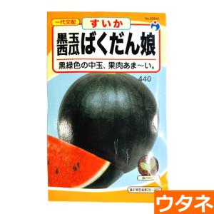 黒玉西瓜ばくだん娘（すいか）（種:ウタネ）｜ideshokai