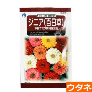 ジニア（百日草）　中輪プミラ咲特選混合（種:ウタネ） 爆買
