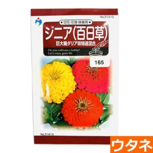 ジニア（百日草）　巨大輪ダリヤ咲特選混合（種:ウタネ） 爆買