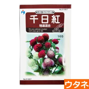 千日紅（特選混合）（種:ウタネ） 爆買