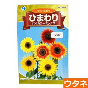 ビッグスマイル（矮性ひまわり）（種:ウタネ） 爆買 : プロ農業 家庭