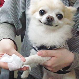 犬用トリミンググッズ 除菌 ウェットティッシュ...の詳細画像2