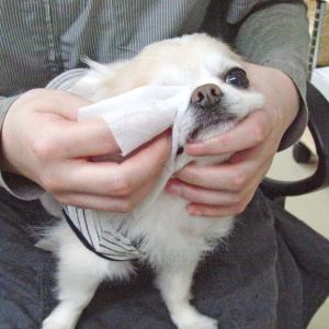 犬用トリミンググッズ 除菌 ウェットティッシュ...の詳細画像3