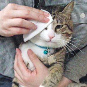 犬用トリミンググッズ 除菌 ウェットティッシュ...の詳細画像4