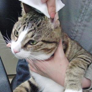 犬用トリミンググッズ 除菌 ウェットティッシュ...の詳細画像5