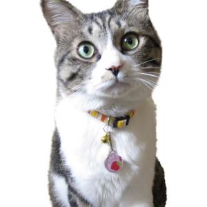 犬 迷子札 名札 猫 ネームタグ/フルーツ i...の詳細画像4
